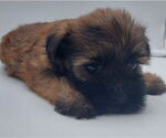 Small #1 Poodle (Toy)-Yorkshire Terrier Mix