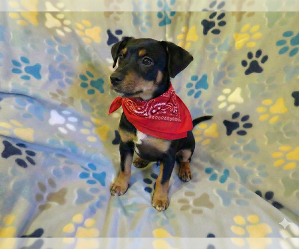 Medium Photo #5 Chiweenie Puppy For Sale in Grovertown, IN, USA