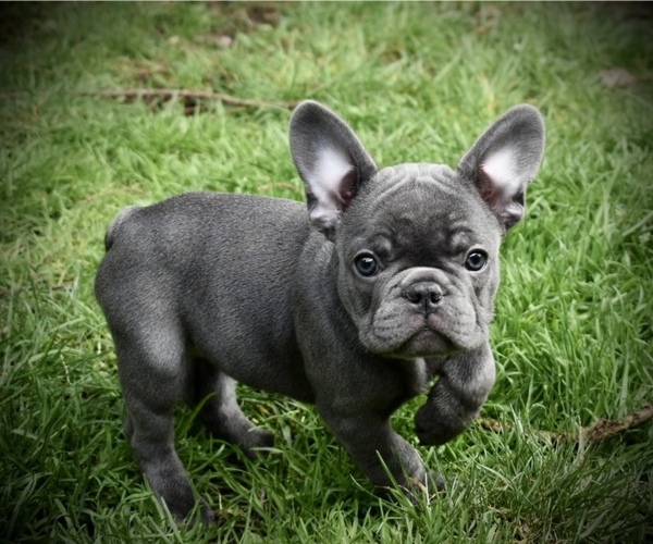 Medium Photo #1 French Bulldog Puppy For Sale in UNIVERSITY PLACE, WA, USA