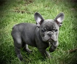 Small Photo #1 French Bulldog Puppy For Sale in UNIVERSITY PLACE, WA, USA
