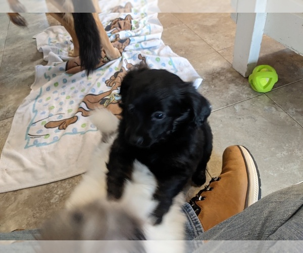 Medium Photo #6 Dameranian Puppy For Sale in SCOTTVILLE, MI, USA