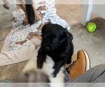 Small Photo #6 Dameranian Puppy For Sale in SCOTTVILLE, MI, USA