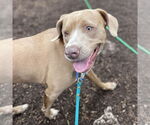 Small #2 American Pit Bull Terrier-Golden Retriever Mix