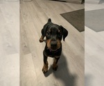 Small #10 Doberman Pinscher