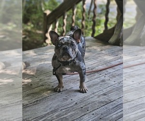 Mother of the French Bulldog puppies born on 04/11/2025