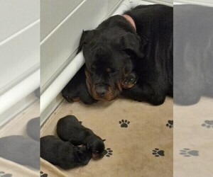 Mother of the Rottweiler puppies born on 11/20/2022
