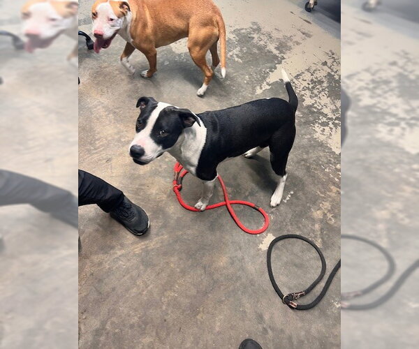 Medium Photo #1 American Staffordshire Terrier-Unknown Mix Puppy For Sale in Tallahassee, FL, USA