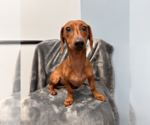 Small #1 Dachshund