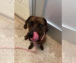 Small American Pit Bull Terrier