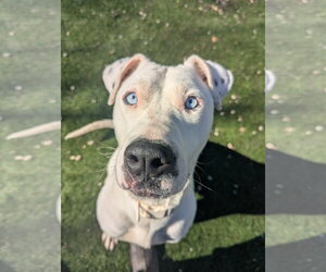 Winter - Female American Pit Bull Terrier-Catahoula Leopard Dog Mix Dog for Adoption - Photo #4