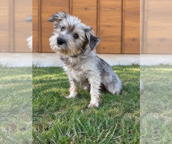Medium Photo #1 Mutt Puppy For Sale in PIPE CREEK, TX, USA