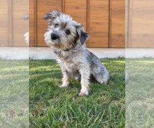 Mutt Dogs for adoption in PIPE CREEK, TX, USA