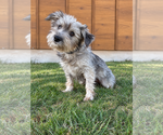 Londyn - Female Mutt Dog for Adoption - Small photo