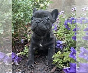 Medium French Bulldog