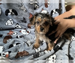 Yorkshire Terrier Puppy for Sale in FORT WAYNE, Indiana USA