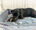 Small #3 American Pit Bull Terrier Mix