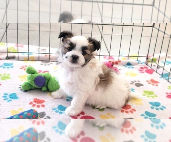 Medium Photo #11 Papitese Puppy For Sale in ORO VALLEY, AZ, USA