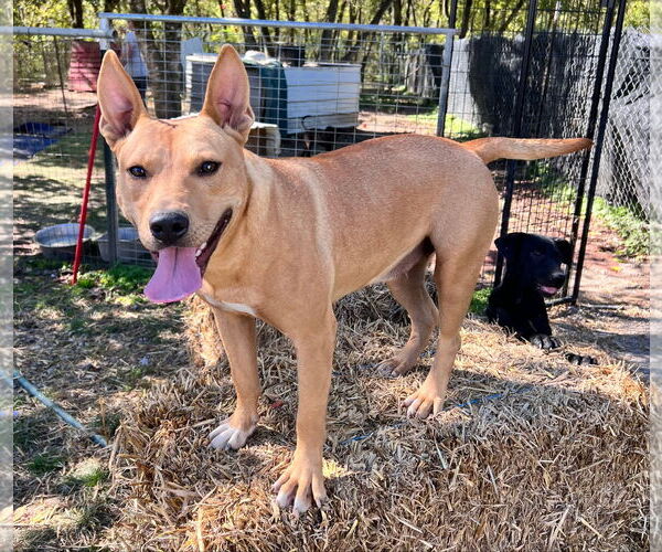 Medium Photo #6 Carolina Dog-Staffordshire Bull Terrier Mix Puppy For Sale in Tracy City, TN, USA