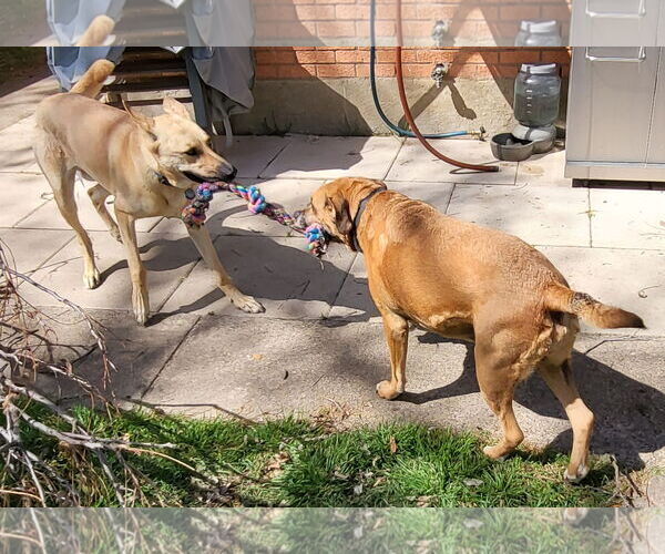 Medium Photo #2 Boxador Puppy For Sale in Denton, TX, USA