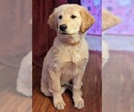 Small Photo #4 Golden Retriever Puppy For Sale in LEXINGTON, KY, USA