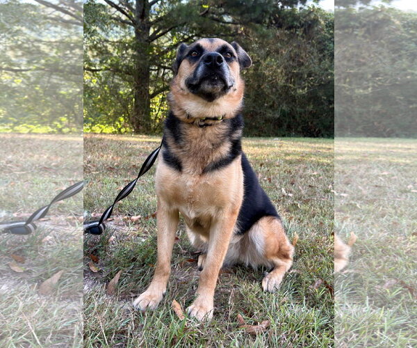 Medium Photo #2 German Shepherd Dog-Unknown Mix Puppy For Sale in Attalka, AL, USA