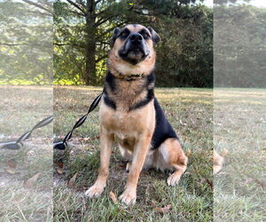 Verity - Female German Shepherd Dog-Unknown Mix Dog for Adoption - Photo #2