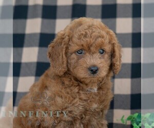 Poodle (Miniature) Puppy for sale in DORNSIFE, PA, USA