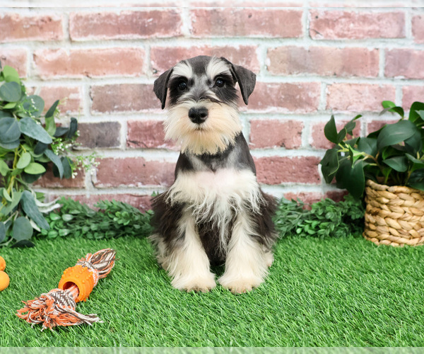 Medium Photo #3 Schnauzer (Miniature) Puppy For Sale in SYRACUSE, IN, USA