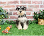 Small #2 Schnauzer (Miniature)