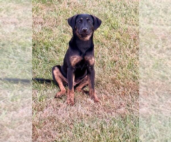 Medium Photo #2 Mutt Puppy For Sale in Genesee, WI, USA