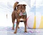 Small #7 Chow Chow Mix