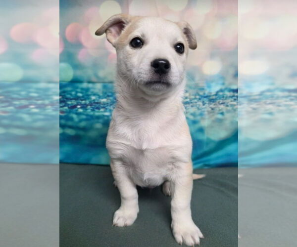 Medium Photo #3 Labrador Retriever-Unknown Mix Puppy For Sale in Lakewood, CO, USA