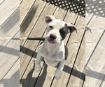 Small Photo #1 American Bully Puppy For Sale in PORTERVILLE, CA, USA