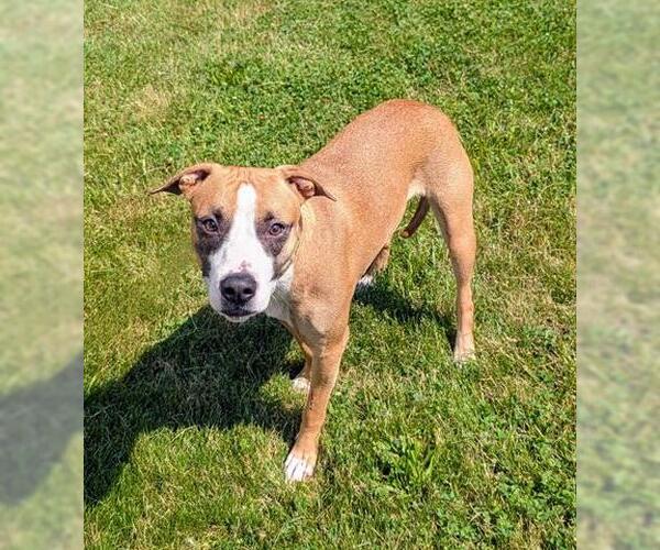 Medium Photo #1 American Pit Bull Terrier Puppy For Sale in Akron, OH, USA