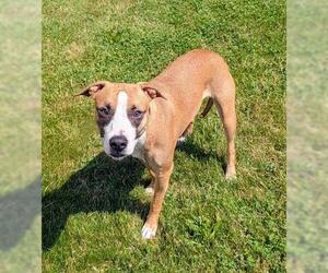 American Pit Bull Terrier Dogs for adoption in Akron, OH, USA