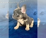 Small Photo #13 French Bulldog Puppy For Sale in CORPUS CHRISTI, TX, USA