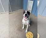 Small #1 Labrador Retriever Mix