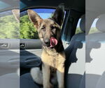 Small #3 German Shepherd Dog