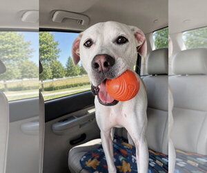 McFuffin - Male Pointer-Unknown Mix Dog for Adoption - Photo #9