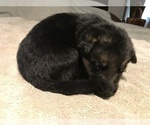 Small Photo #4 German Shepherd Dog Puppy For Sale in LEAD HILL, AR, USA