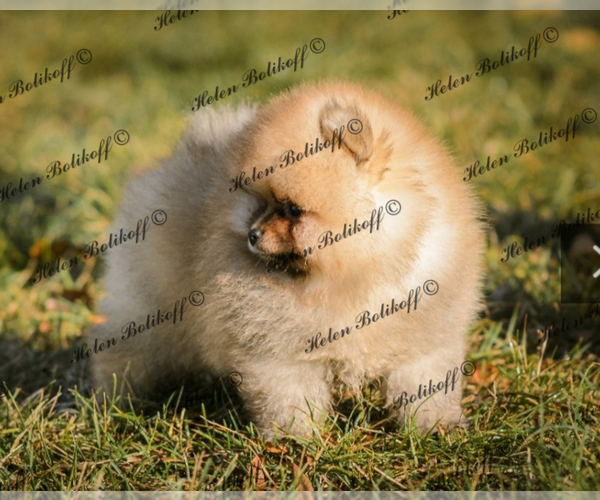 Medium Photo #7 Pomeranian Puppy For Sale in Chisinau, Chisinau Municipality, Moldova