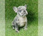 Small Photo #3 French Bulldog Puppy For Sale in CORONA DEL MAR, CA, USA