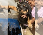 Small Photo #12 Rottweiler Puppy For Sale in HENRICO, VA, USA