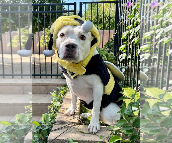Medium Photo #8 American Pit Bull Terrier-Unknown Mix Puppy For Sale in Redlands, CA, USA