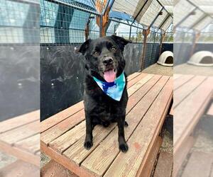 Labrador Retriever-Unknown Mix Dogs for adoption in Frisco, CO, USA