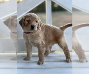 Goldendoodle (Miniature) Puppy for sale in SOUTH BOSTON, VA, USA