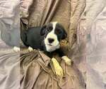 Johnson Rs : Roscoe - Male Australian Shepherd-Boxer Mix Dog for Adoption - Small photo