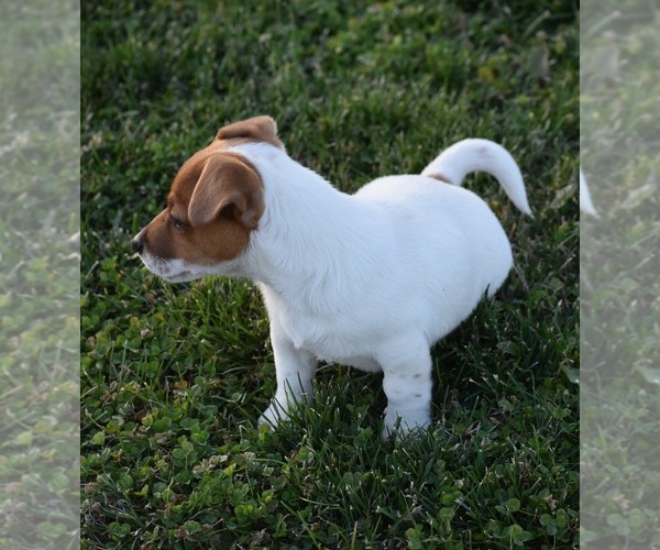 Medium Photo #24 Jack Russell Terrier Puppy For Sale in APPLE GROVE, WV, USA