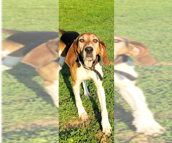 Medium Photo #4 Treeing Walker Coonhound Puppy For Sale in Aurora, IN, USA