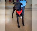 Small #1 Labrador Retriever Mix